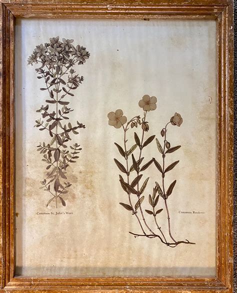 Flowering Plant – St. John’s Wort | Georgia Film Art