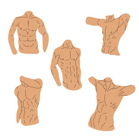 Set Muscular torso icons isolated on white background. Sport and