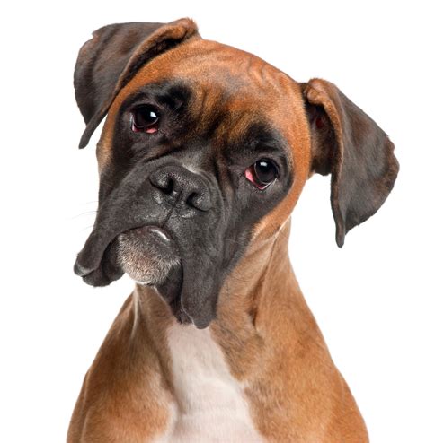 Boxer Dog Breed Boxer dog breeds most breed popular fawn complete guide