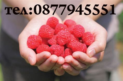 ЦЕЛОГОДИШЕН Елитен РАЗСАД Корени-Ягоди и Малини – АгроБорса | Agri.BG