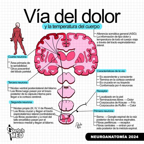 Sketch Med - Dra. Paola Rios (@sketchmed) • Instagram photos and videos