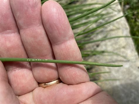 Allium leaf miner update: 04/05/22 — Plant & Pest Advisory