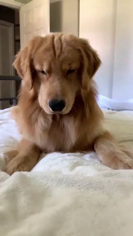 Bamboozled - Animals | Cute dogs, Cute animals, Funny animals