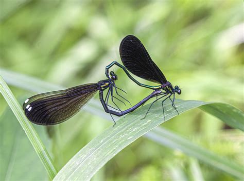 Mating Ebony Jewelwings | Mike Powell