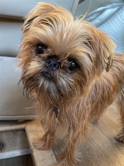 Adorable Brussels Griffon Dog