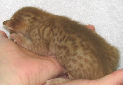 Cosmic Spots Ocicats, Ocicat Kittens for sale year round. Breeder of ...