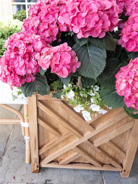 7 White Annual Flowers That Bloom All Summer Long | Hope And Hedges