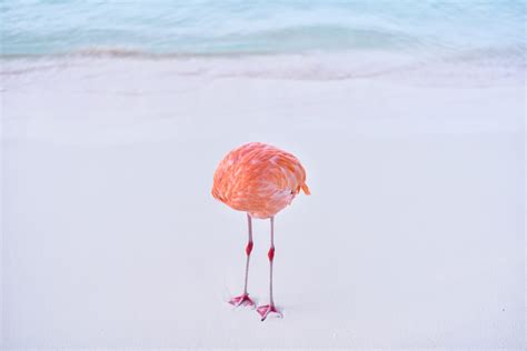 A Photographer Wins a Top Prize in an A.I. Competition for His Non-A.I