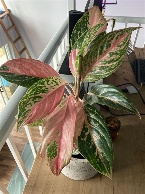 Aglaonemas are easy to take care of and there are so many interesting