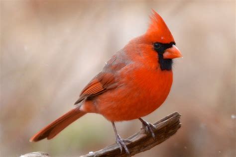 Northern Cardinal Bird