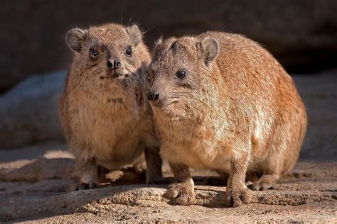 Rock Hyrax Facts: Animals of Africa - WorldAtlas