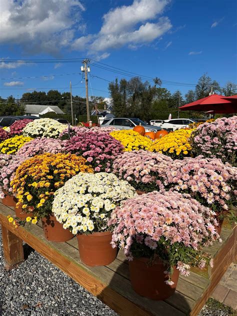 Nikki D'Alessandro added a new photo. - Nikki D'Alessandro