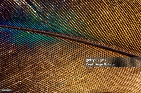 Feather High-Res Stock Photo - Getty Images