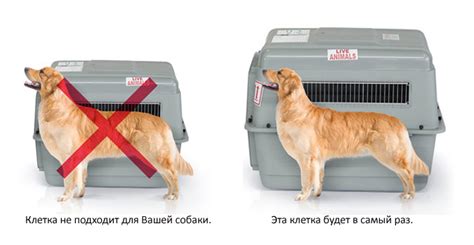 «Аэрофлот» уменьшил животных — FrequentFlyers.ru