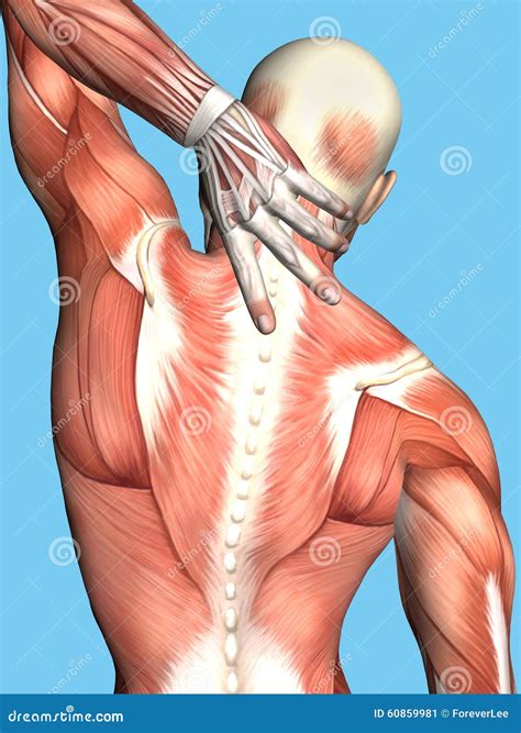 Anatomy Of Male With Upper Back Pain Stock Image | CartoonDealer.com