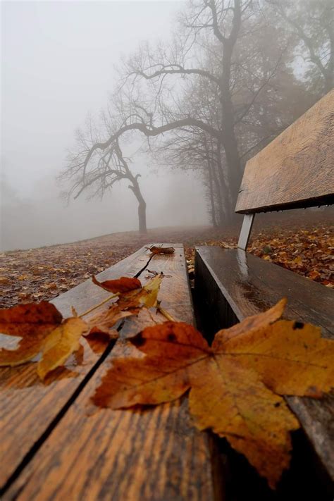 imagini toamna idei   imagine toamna ilustrator