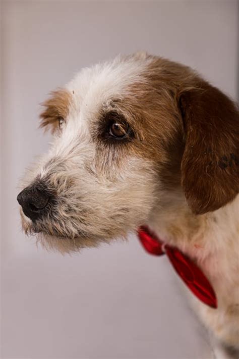 head  dog  stock photo