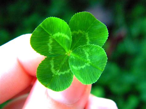 how to find 4 leaf clovers 7