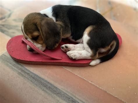 Why Do Beagles Sleep So Much