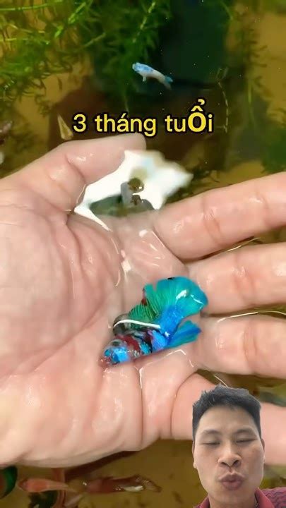 su phat trien cua ca beta xanh duongthuongreaction youtube