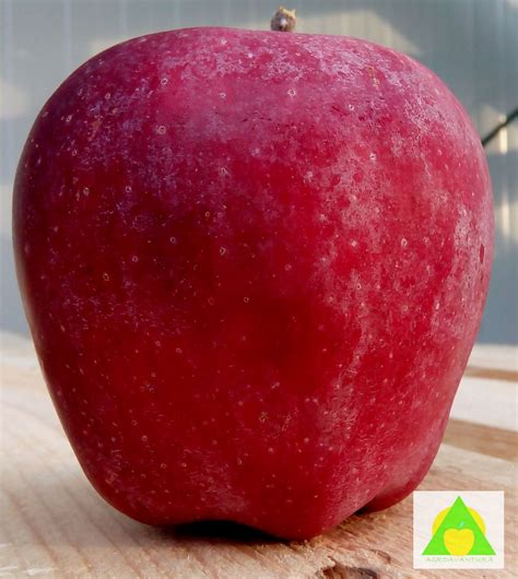 5 Najznačajnijih sorti jabuka - Agroavantura
