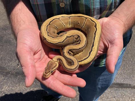 pinstripe ball python baby