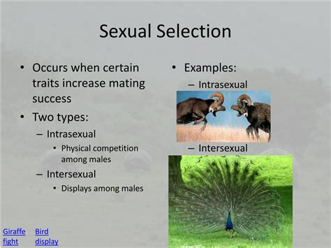 PPT - Evolution PowerPoint Presentation, free download - ID:139670