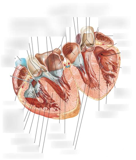 Papillary Muscles Diagram | Quizlet