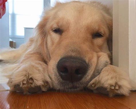 Golden Retrievers on Instagram: “Hang in there, it's almost Friday # ...