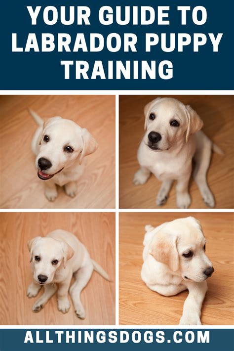 Labrador Puppy Training, Potty Training Puppy, Dog Training Obedience ...