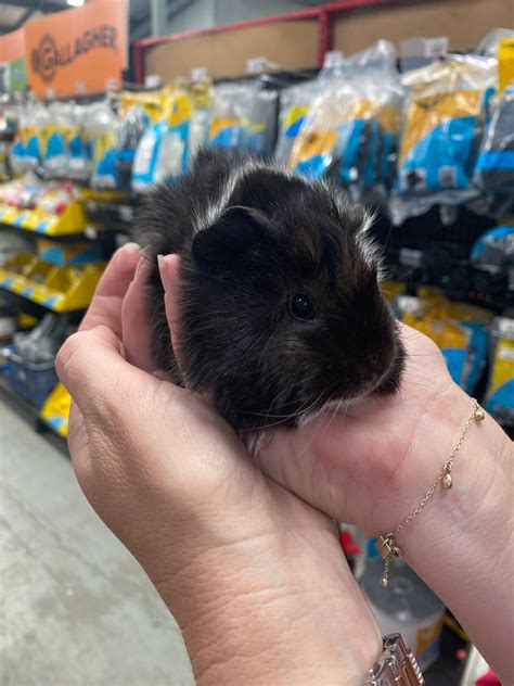 Male Guinea Pig Names 7