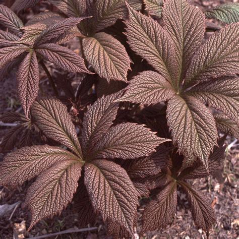 Rodgersia pinnata 'Chocolate Wings' - Van Berkum Nursery