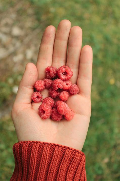 Pre- Gastric Sleeve Diet - Etsy