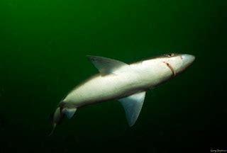 Spiny Dogfish | Animal Wildlife