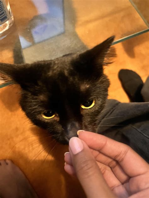 does my cat have an eye infection? : r/catcare