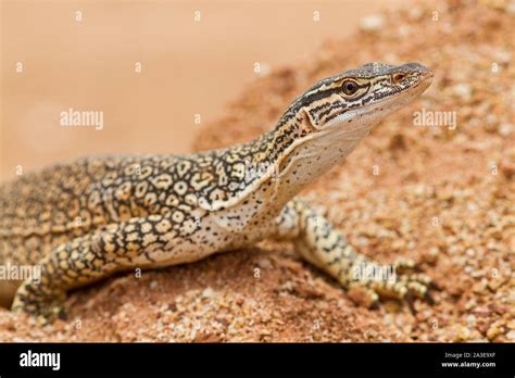 Sand Goanna Stock Photo - Alamy