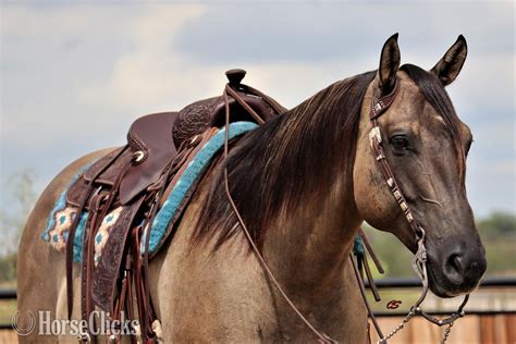 Boomer - Super Handsome 8 Yr old 15.2hh Grullo Quarter Horse Gelding ...