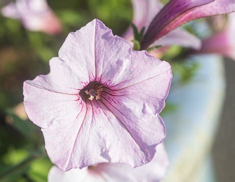 Supertunia Vista Silverberry In Bloom Stock Photo - Download Image Now ...