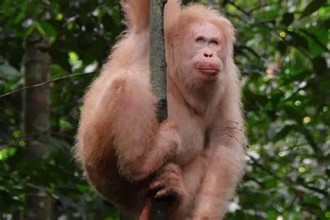 Alba The Albino Orangutan: Top 10 Facts