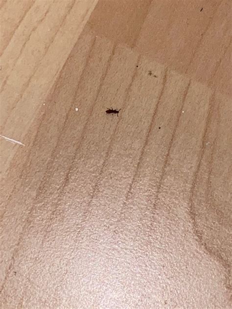 Kleine Käfer im Haus, woher und wie loswerden? (Insekten, Ungeziefer