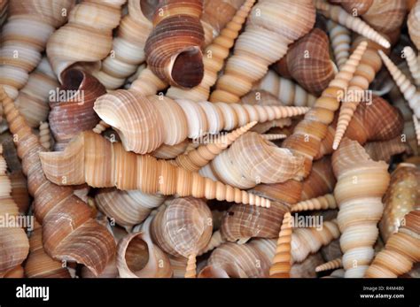 ocean snails snail shells  res stock photography  images alamy