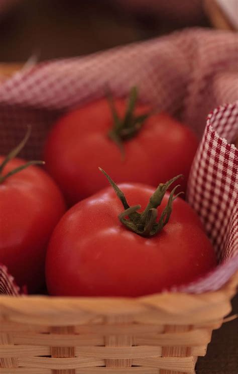 Better Boy tomato 🍅🌟 Consistent yields and great flavor