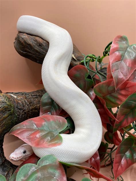 White Diamond Super Russo Ball Python by Agocs Exotics - MorphMarket