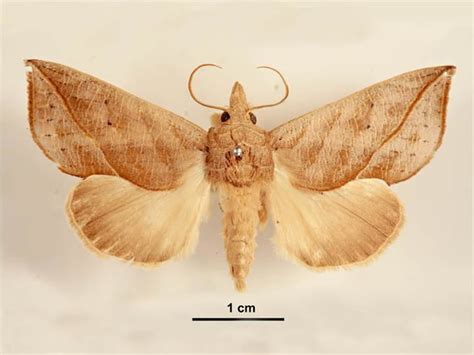 Calyptra (moth) - Alchetron, The Free Social Encyclopedia