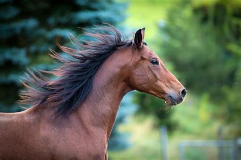advanced imaging   equine head equimanagement