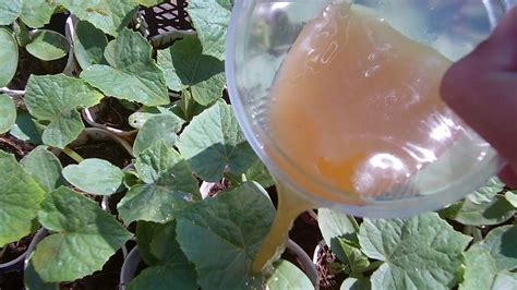 Органическое удобрение / Подкармливаем огурцы / Как вырастить здоровую ...