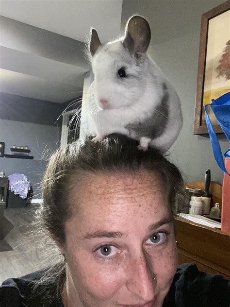 chinchilla  human face meme