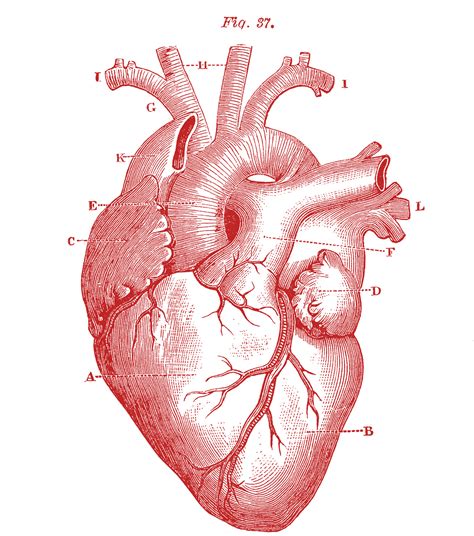 190 Happy Valentine's Day Images! - The Graphics Fairy