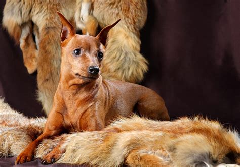 Home Of Heathside Miniature Pinschers | Miniature Pinscher | Care ...