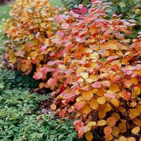 137 best images about Trees on Pinterest | Trees and shrubs, Sun and ...
